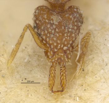 Media type: image;   Entomology 21102 Aspect: head frontal view
